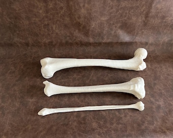 Human Leg Bones, Life Size Anatomical Model 3D Print from CT