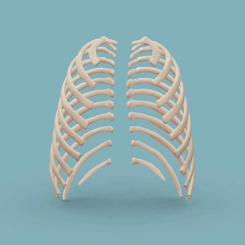 3D Printable Ribs Actual Size - Etsy