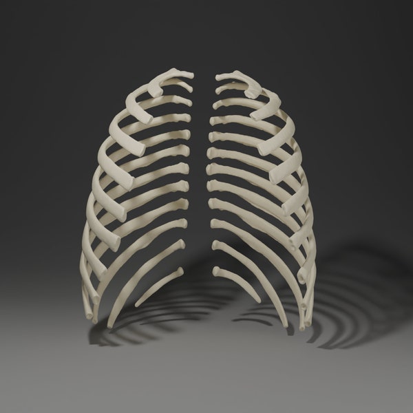 3D Printable Ribs Actual Size