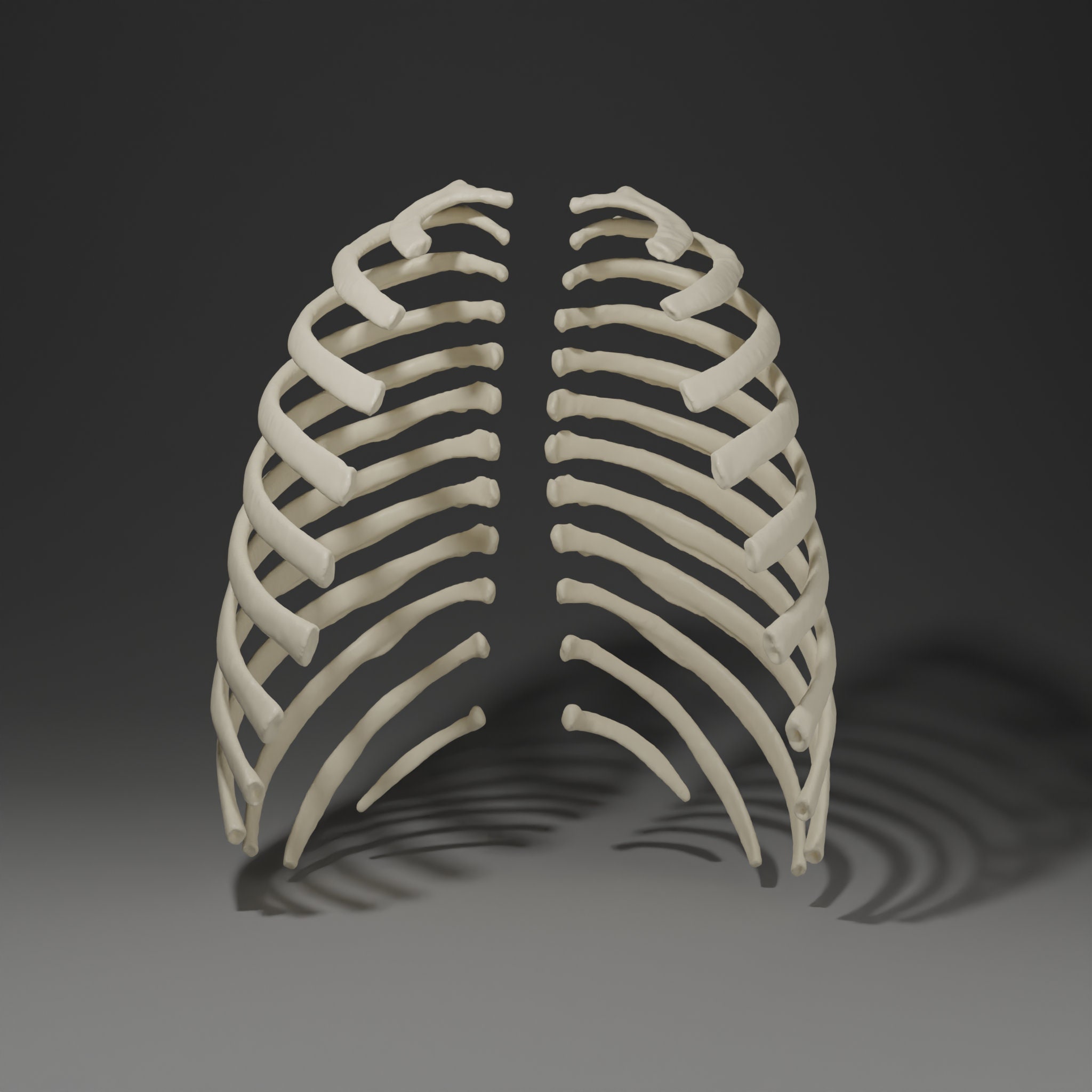 Rib Template 3D Printable Ribs Actual Size - Etsy