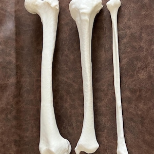May include: Three white anatomical bone models arranged vertically. The left piece is a femur with a rounded head, the center piece is a tibia with a wide proximal end, and the right piece is a slender fibula. Each bone features a smooth, matte finish.