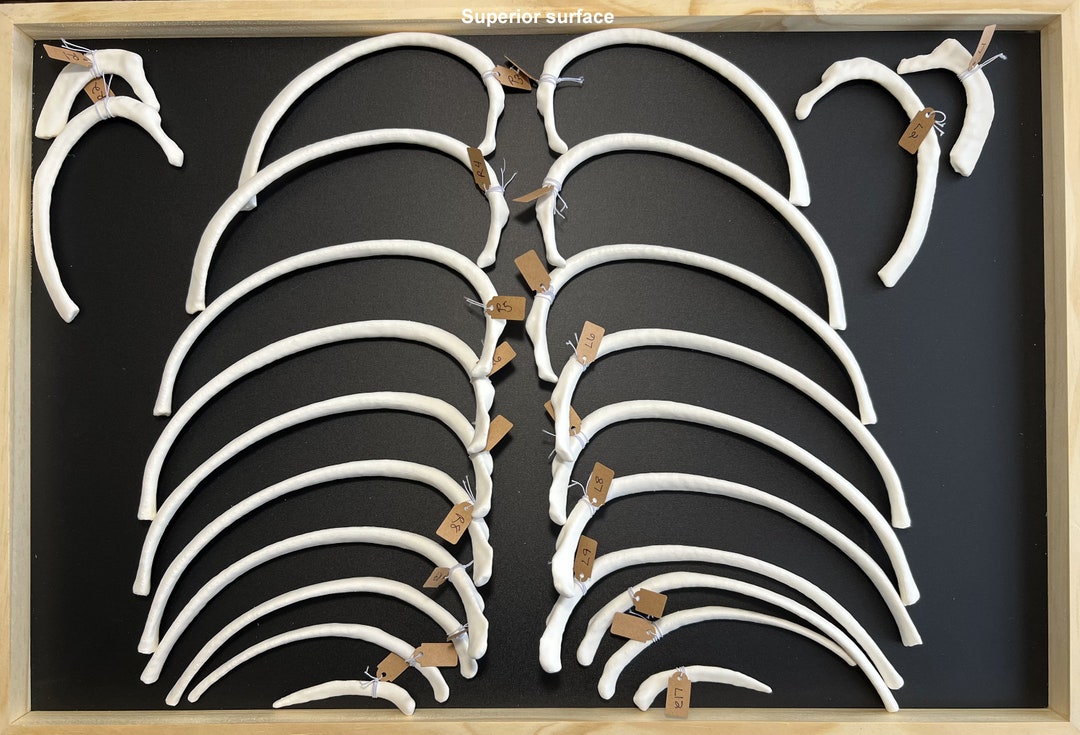 Paper Human Ribs 3D Printed Human Ribs - Etsy