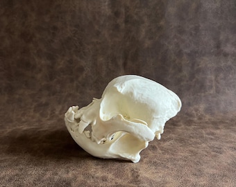 French Bulldog Cranium and Mandible, Life Size 3D Print