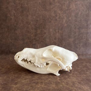 Gray Wolf Skull, Life Size Anatomical Model