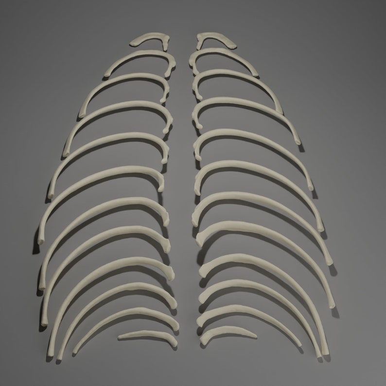 Small Printable Ribs 3D Printable Ribs Actual Size - Etsy