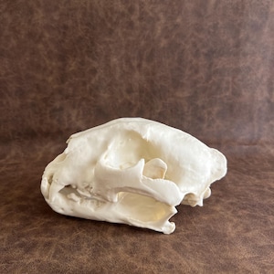 Leopard Skull, Life Size Anatomical Veterinary Model 3D Print