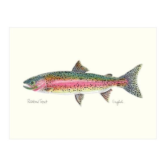 8x10 ニジマス、淡水魚、魚の絵、フライフィッシング、川魚、デジタル