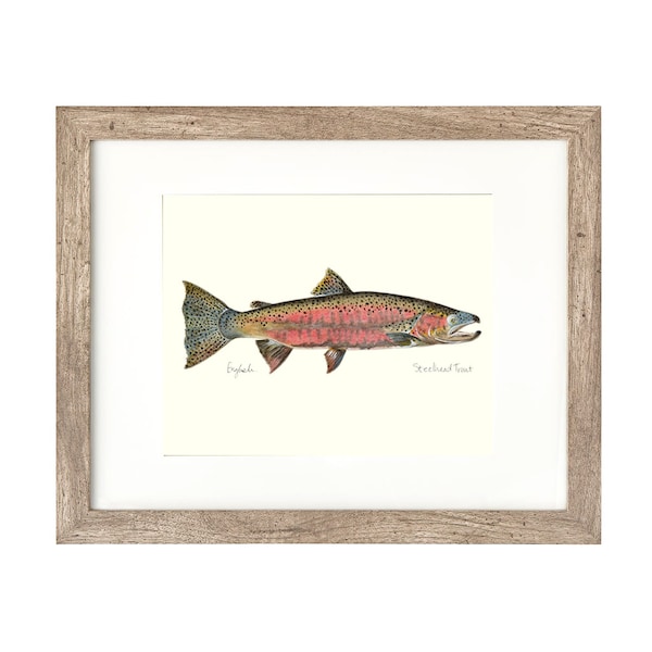 8x10 STEELHEAD TROUT, Freshwater fish, fish painting, fly fishing, river fish, digital print, download, trout painting, art print