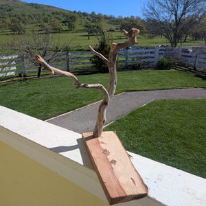 May include: A handcrafted wooden sculpture featuring a natural tree branch mounted on a rectangular piece of reddish-brown wood. The sculpture is displayed outdoors, with a green lawn and a white fence in the background.