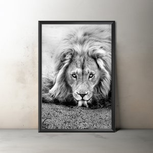 African Lion Photography, Giclée Lion Print, Big Cat Art, Monochrome Lion Fine Art, Animal Wildlife Photography, Lion Artwork