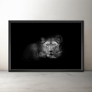 Lioness Fine Art, Giclée Lion Print, Unframed Lioness Portrait Wall Art, Black and White Lioness Artwork, Big Cat Prints, Lion Art