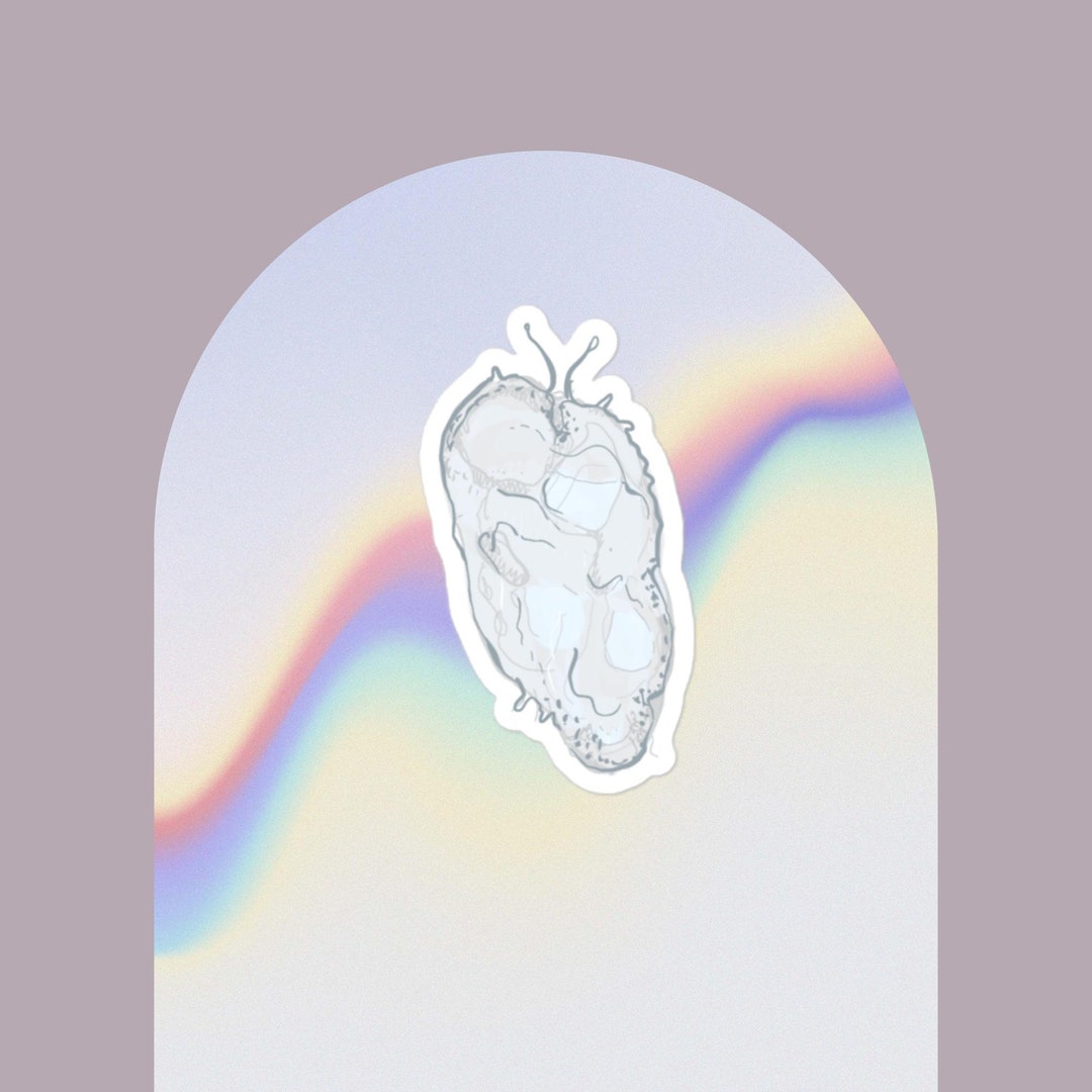 Anaeramoeba Sticker - Etsy