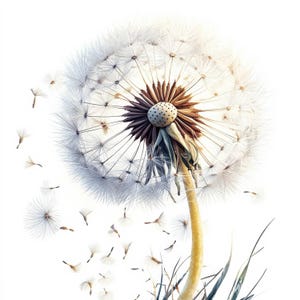 16 eleganti clipart di fiori / splendide illustrazioni floreali ad acquerello per diari, biglietti e decorazioni per la casa