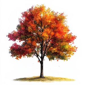 Peut inclure: Illustration vibrante d'un arbre en automne. La couronne de l'arbre est un mélange de feuilles rouges, oranges et jaunes, avec un tronc et des branches brun foncé. L'arbre se dresse sur un tapis d'herbe dorée sur fond blanc.