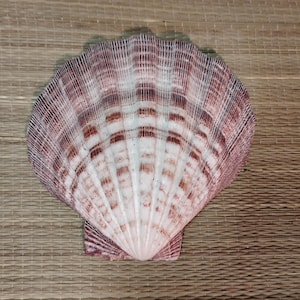 Coquilleschelp leeuwenpoot 6 x 6 inch