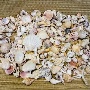 May include: A large collection of assorted seashells in various shapes, sizes, and textures. The assortment includes white, tan, brown, and pink hues, featuring spiral, fan-shaped, and bivalve shells scattered across a flat surface.