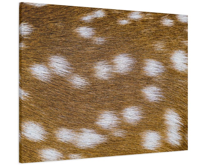Deer skin picture. Baby’s nursery decor. Enjoy!