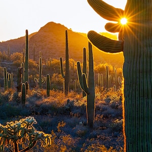 May include: A desert landscape at sunset, featuring numerous tall saguaro cacti silhouetted against the warm, golden light. The sun's rays burst through the arms of a large cactus, creating a dramatic and scenic view of the arid environment.