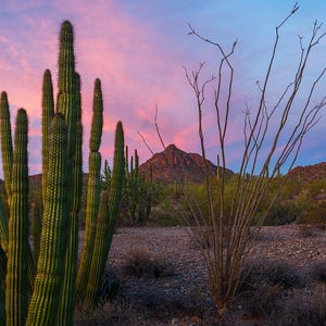 May include: A desert landscape featuring tall, green cacti under a vibrant sky. The sunset paints the clouds with pink and blue hues, creating a dramatic backdrop for the arid environment. A mountain is visible in the distance.