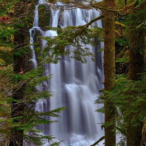 Waterfall for the Trees, Siuslaw National Forest, Oregon. Waterfall Landscape & Nature Photography Art Prints, Canvas Prints, Metal Prints