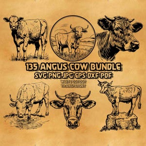 May include: A digital graphic collection titled 135 ANGUS COW BUNDLE SVG PNG JPG EPS DXF PDF WHITE CUTOUT TRANSPARENT featuring six black ink illustrations of Angus cows in various poses, including standing, grazing, and head portraits.