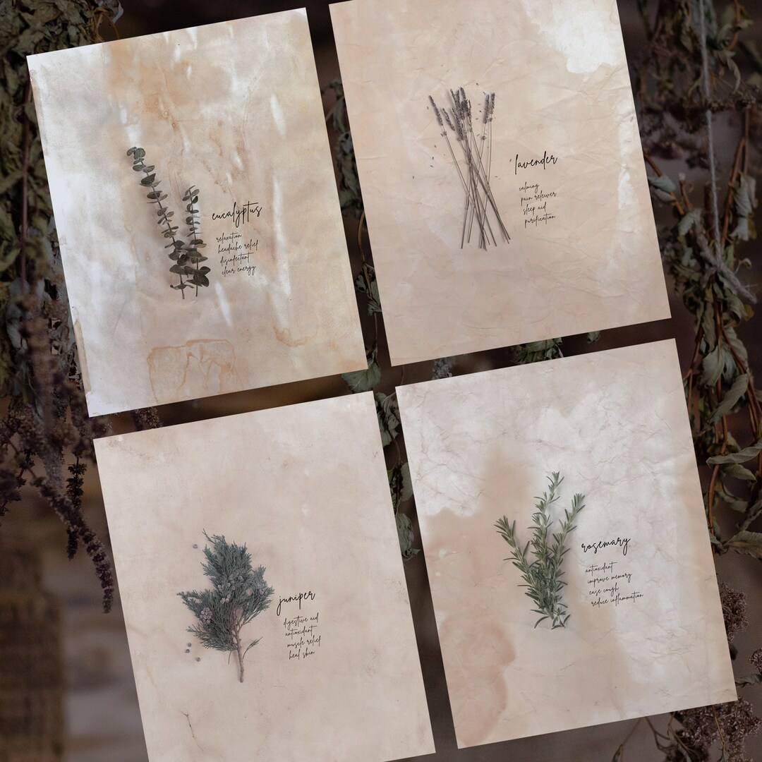 botanical herb prints set of 4 unframed botanical herb... Botanical Kitchen Print Set: Rustic Homeopathy Herbs (digital Download ...