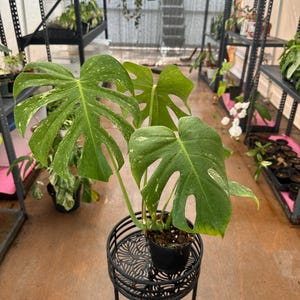 Monstera Mint Monstera Deliciosa Mint Monstera Rare Plant Exact Plant