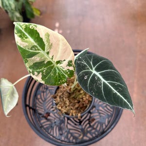 Alocasia Black Velvet Pink Variegated Gift For Plant Lover Gift