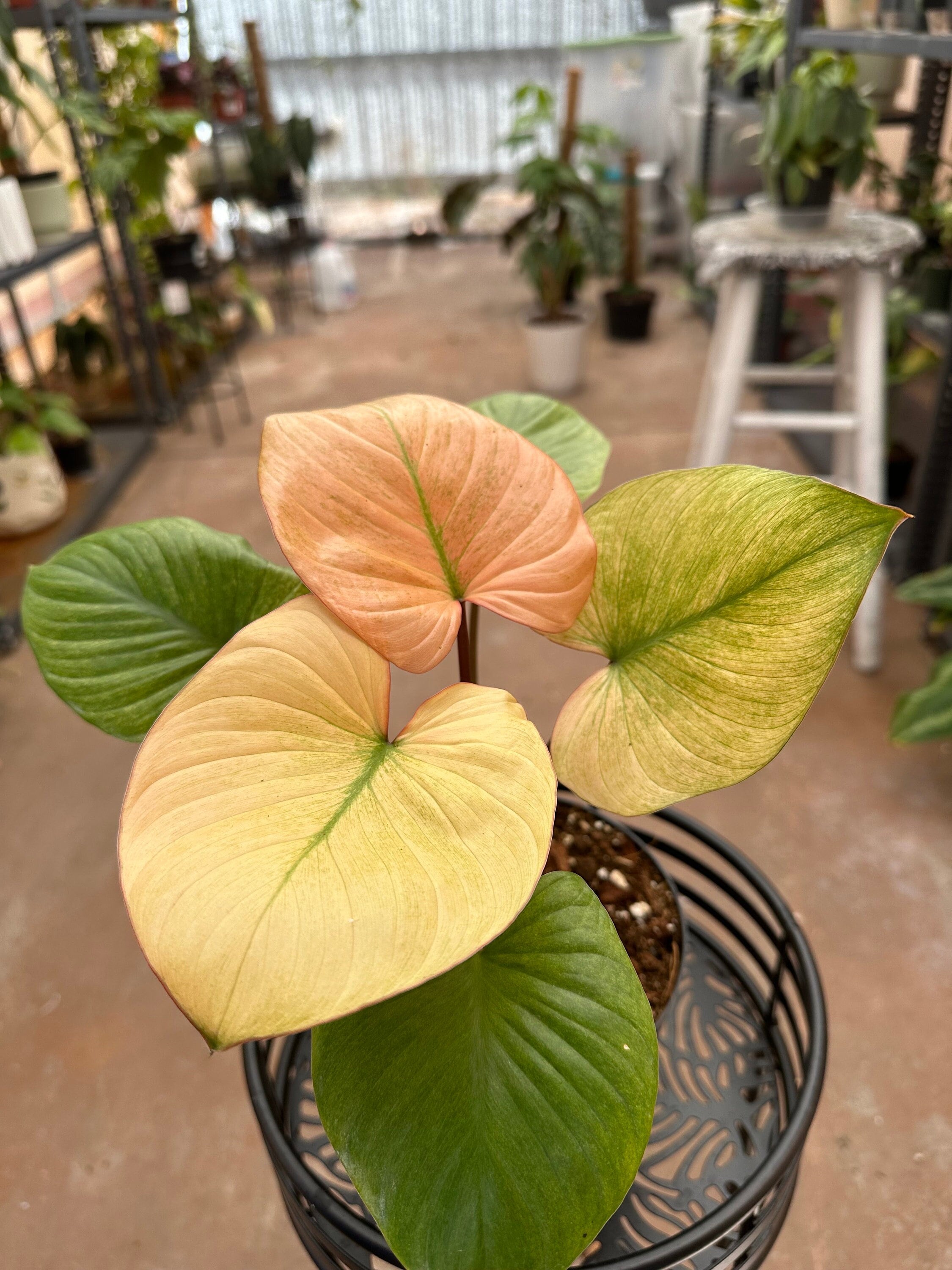 Homalomena Rubescens Mint Melon Pink Mint Melon Homalomena