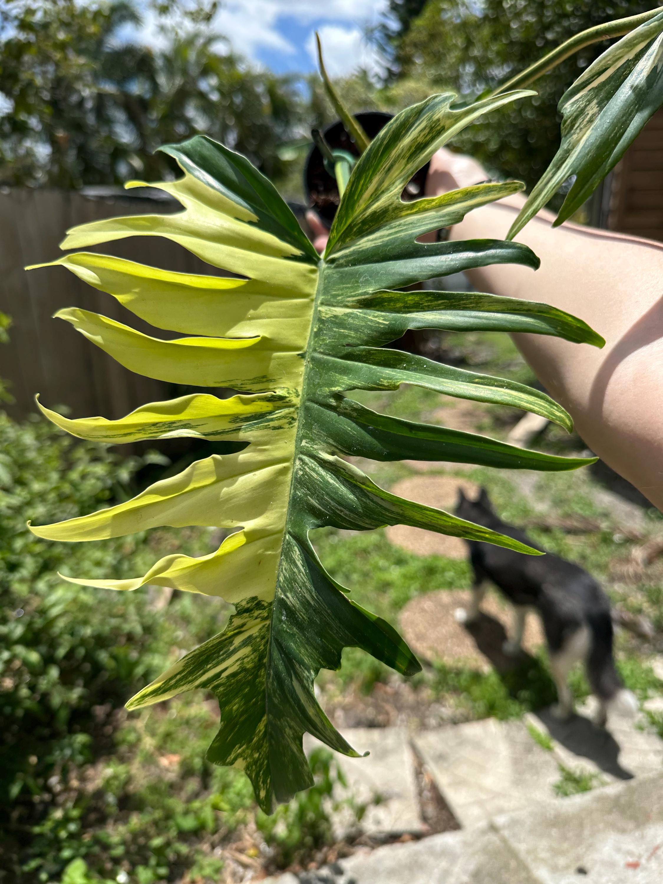 Philodendron Florida Beauty X Tortum Rare Plant Exact Plant Gift