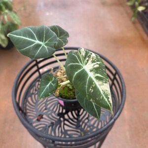 Alocasia Black Velvet Pink Variegated Gift For Plant Lover Gift