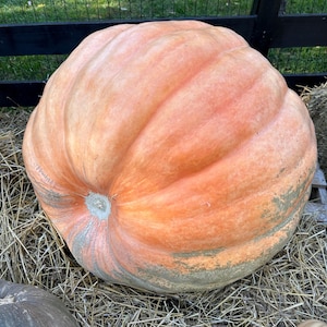 413.8 Jarosh 23. Atlantic Giant Pumpkin