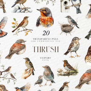 Imágenes prediseñadas de zorzal de acuarela, pájaro cantor del bosque, nido de canario, ilustración de aviario, animal del bosque, gráficos PNG transparentes, uso comercial