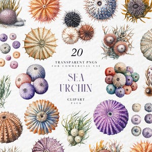 May include: A set of 20 watercolor illustrations of sea urchins in various colors and patterns. The illustrations are perfect for creating digital or printed designs.