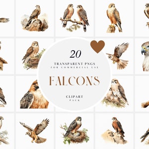 Puede incluir: Un conjunto de 20 ilustraciones de acuarela de halcones en varias poses. Las ilustraciones están sobre un fondo blanco y presentan una variedad de colores, incluyendo marrón, gris y blanco. Las ilustraciones son perfectas para usar en proyectos digitales o impresos.
