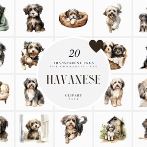 Watercolor Havanese Dog Clipart, Havanese Clipart, Puppy Dogs Clipart, Family Home Pet Dog Clipart, Transparent PNG Graphics, Commercial Use