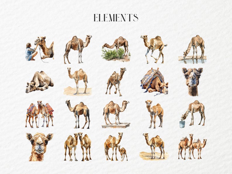 Watercolor Camel Clipart, Dromedary, Arabian Camels, Sahara Desert ...