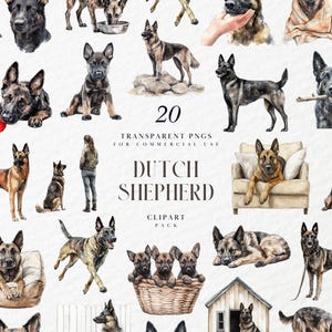 Clipart de pastor holandés en acuarela, ilustración de perro de trabajo atigrado, arte de raza de mascota, decoración artesanal para amantes de los perros, PNG transparente, uso comercial