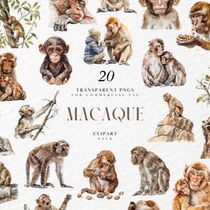 Aquarell Makaken Clipart, realistische Zootiere Clipart, Primaten, Affen, Afrikaner Asien Wildtiere, transparente PNG Grafik, kommerzielle Nutzung