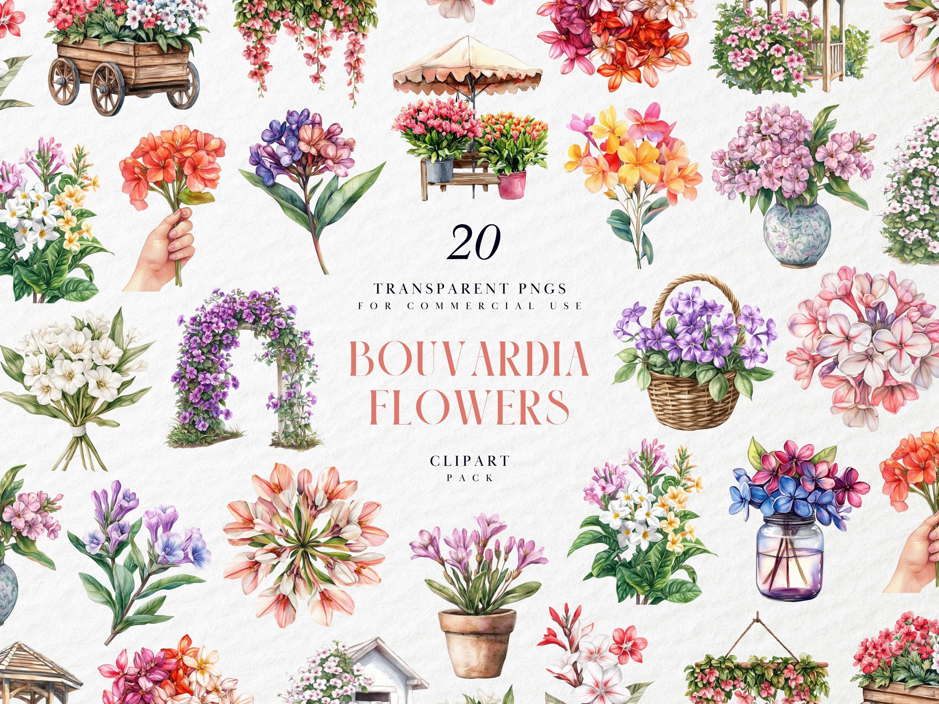 Bouvardia Bouquet - Etsy Canada