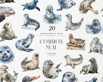 Imágenes prediseñadas de foca común en acuarela, imágenes prediseñadas de foca común, imágenes prediseñadas de animales del Ártico, mamíferos marinos, vida marina, gráficos PNG transparentes, uso comercial