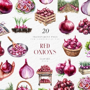 水彩画風の赤玉ねぎのクリップアート、素朴な農場の野菜のイラスト、庭の収穫の食材を使った料理用素材、透明PNG、商用利用可