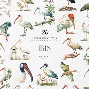 Peut inclure: Un ensemble de 20 illustrations aquarelle d'ibis blancs dans différentes poses. Les illustrations sont sur un fond blanc et comprennent une variété de détails, tels que les plumes, les becs et les pattes des oiseaux. Le texte "20 Transparent PNGs for Commercial Use Ibis Clipart Pack" est également inclus dans l'image.