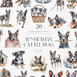 May include: Watercolor clipart pack featuring 20 transparent PNGs of Australian Cattle Dogs in various poses. The dogs are depicted in shades of gray, black, and brown. Text reads "Australian Cattle Dog Clipart Pack".