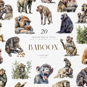 Aquarell Pavian Clipart, realistische Zoo Tiere Clipart, Primaten, Affen, afrikanische Wildtiere, transparente PNG Grafiken, kommerzielle Nutzung