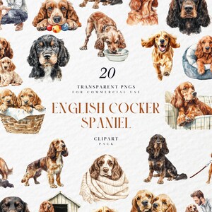 Clipart aquarelle cocker spaniel anglais, chiot aux oreilles souples, illustration mignonne d'amoureux des animaux de compagnie, maman chien, PNG Transparent, usage Commercial