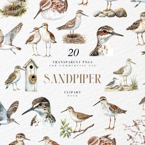 Clipart di piovanelli ad acquerello, uccelli costieri volanti, trampolieri, uccelli marini nautici, birdwatching, grafica PNG trasparente, uso commerciale