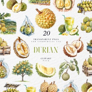 May include: Watercolor illustrations of durian fruit in various forms, including whole, halved, and in a smoothie. The images also show durian fruit in wooden crates, on a truck, and on a tree. The text "20 Transparent PNGs for Commercial Use" and "Durian Clipart Pack" is also visible.