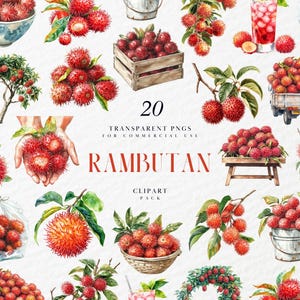 May include: Watercolor illustrations of rambutan fruit in various arrangements. The images include bowls, crates, and branches of the red, spiky fruit. Text on the image reads "20 Transparent PNGs for Commercial Use" and "Rambutan Clipart Pack."