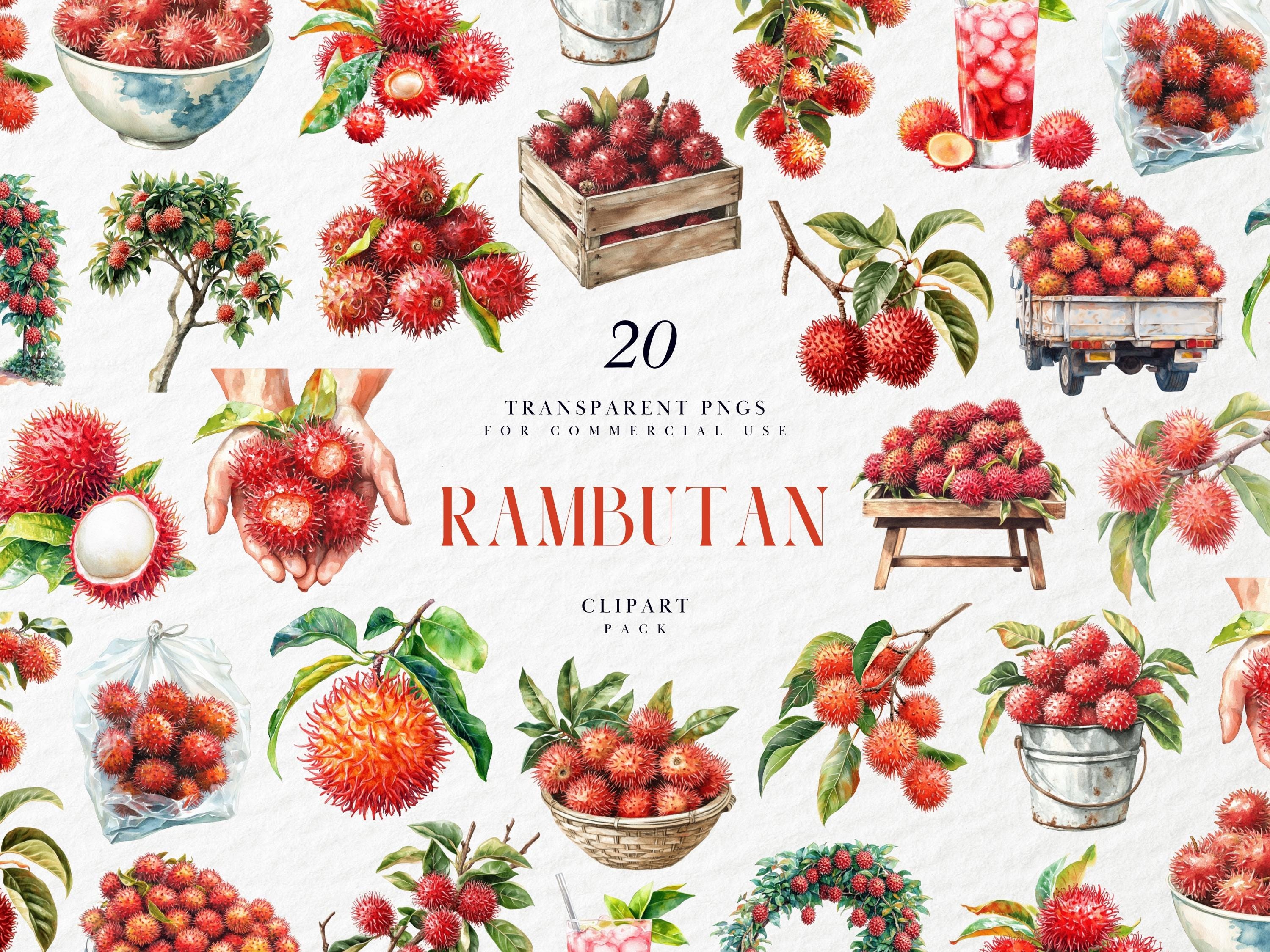 Tree Rambutan Animation Rambutan Tree Clipart